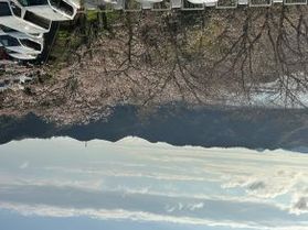 桜情報 最新