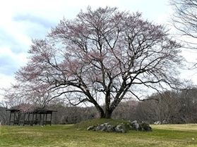 休暇村帝釈峡【2026🌸桜🌸開花情報】⑤