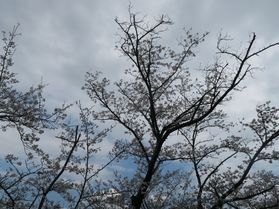 桜咲いてきました🌸♪