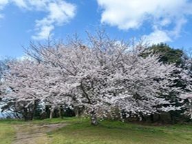 桜を楽しめます。