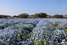 海の中道海浜公園!入園料が無料に!
