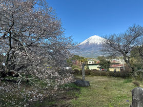 狩宿の下馬桜と菜の花