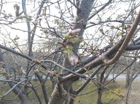 園地の桜🌸開花情報