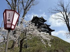 【高田城址公園】<br>\観桜会開催中/