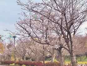 鹿児島のシンボル・桜島で桜が満開です