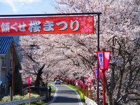 【真庭周辺の桜情報】真庭市久世トンネル桜が満開