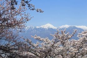 安曇野周辺の桜スポット３選　『咲き始め』増加中🌸