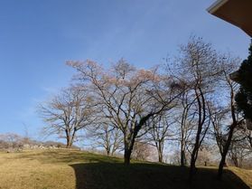 休暇村帝釈峡【2026🌸桜🌸開花情報】⑥