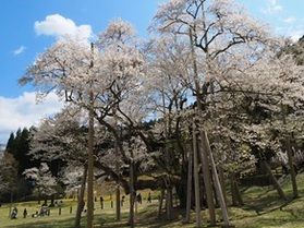 【日本三大桜】岐阜県の淡墨桜は今が見頃です!