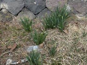 雪囲い外し 始動!