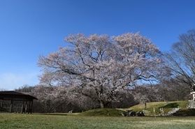休暇村帝釈峡【2026🌸桜🌸開花情報】⑦