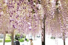 渥美花めぐり 【潮音寺の藤棚】