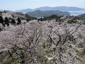 満開の桜!「開山公園」