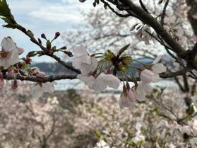 桜情報