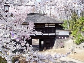 日本桜名所100選 小諸城址懐古園さくら祭り🌸