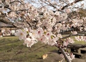 桜、間もなく満開!
