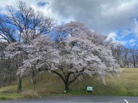 休暇村帝釈峡【2026🌸桜🌸開花情報】⑧