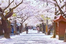 【近隣の桜情報】がいせん桜が開花しました♪