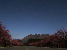 ヨザクラミチ