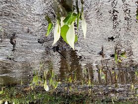 刺巻湿原の「水ばしょう」が咲いています！