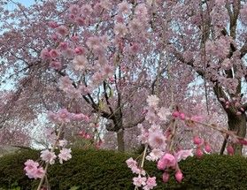 美しいしだれ桜をご覧ください。~古永建設~