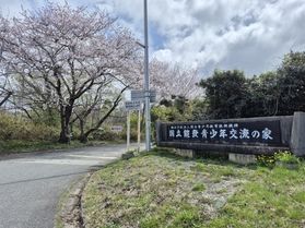 羽咋市内、今が桜見頃です🌸