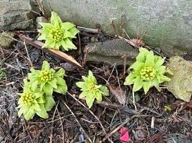 羽黒山にも春が来た!ふきのとうが顔を出す♪