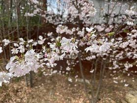 芽吹きの春