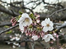 朝食ビュッフェにて広島名物をご用意!