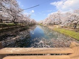 池に浮かぶ桜のスポット🌸