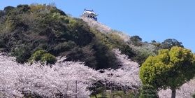 館山城の桜が楽しめるのもあとわずか