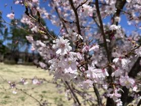 当館から歩いて行けるお花見スポット🌸