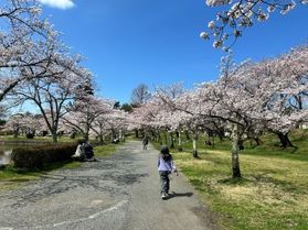 鶴岡公園桜情報!