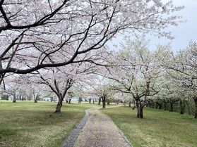園地の桜、見ごろです🌸