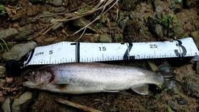 今年初は岩魚33センチ！渓流釣り解禁です！