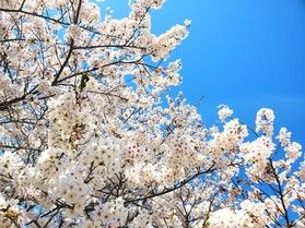 大久野島の桜が『見頃』です♪