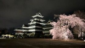 松本城の夜桜