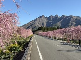 サクラミチ＆園地の桜情報