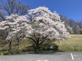 休暇村帝釈峡【2026🌸桜🌸開花情報】⑩