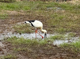 コウノトリを間近で観察!