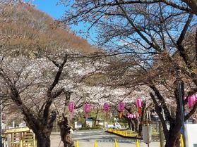 北上の展勝地のさくら🌸