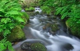 マイナスイオンたっぷりの木谷沢渓流散策ツアー