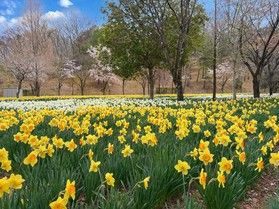 秩父ミューズパーク・スイセン🌼