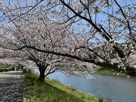 青野川散歩