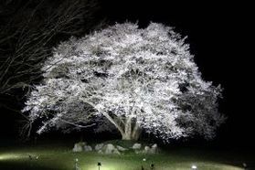 休暇村帝釈峡【2026🌸桜🌸開花情報】⑪
