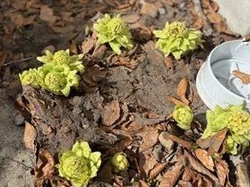 「ばっけ」がひょっこり