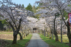 【蒜山周辺の桜情報】茅部神社の桜並木が三分咲き