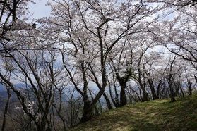 行くなら今！！満開の桜🌸