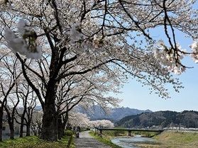 ２０２６年【長沢川桜づつみさくらフェスタ】開催します🌸