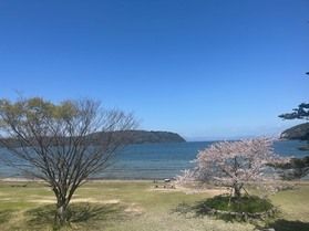 桜の開花状況